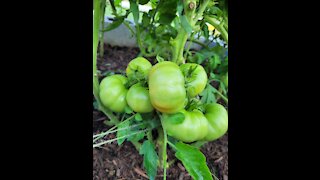 How I Prune Tomato Plants