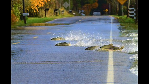 Salmon race across the road on their way to Spawn...!