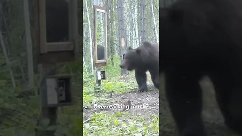 Bear sees mirror for the first time