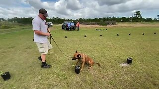 Dogs saving Florida's citrus trees from catastrophic disease