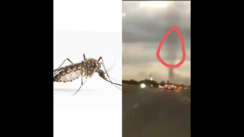 A rare fenomena, a swarm of mosquitoes forms a tornado in Argentina