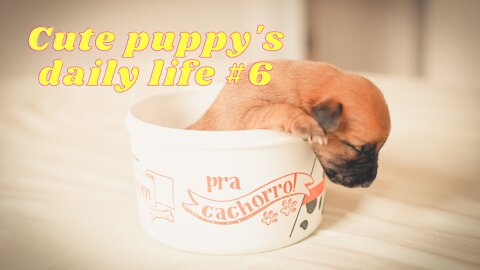 Cute puppy's daily life #6 No Copyright Videos - Footage Of Cute Puppies