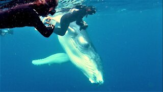 Baby humpback whale has beautiful interaction with swimmers