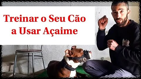 Treinar o seu Cão para Usar Açaime: Guia Passo a Passo