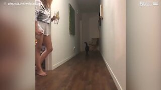 Le sursaut de ce chat est très drôle