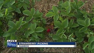 Strawberry picking season running behind