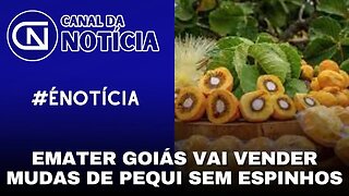 EMATER GOIÁS VAI VENDER MUDAS DE PEQUI SEM ESPINHOS