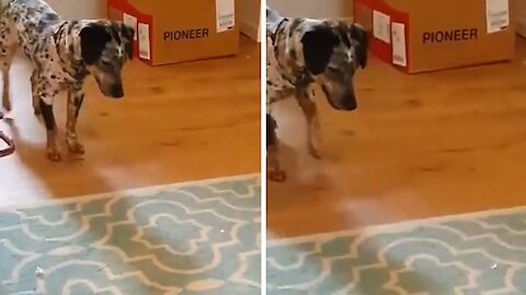 Dog running after the laser and wanting to catch it
