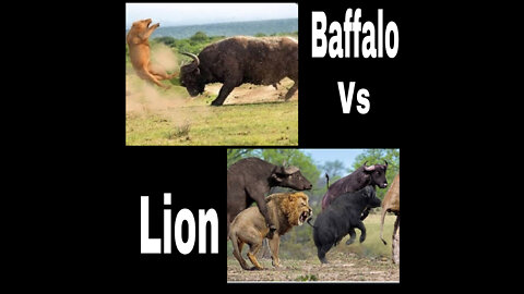 Buffaloes Got Angry, Trampled And Killed Lion Cubs To Avenge For Calf - Buffalo Vs Lion