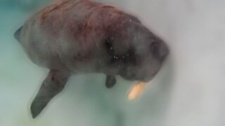 Rescued baby manatee chases tasty banana around enclosure