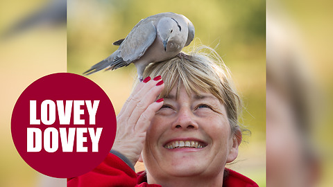 Postie and dove have a real friendship