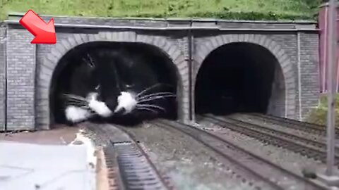 Cat coming out of tunnel