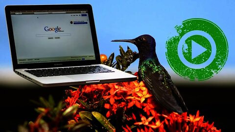 Google Colibrí: de qué se trata, beneficio SEO a tu blog