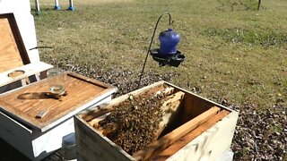 BEES FIRST FEEDING