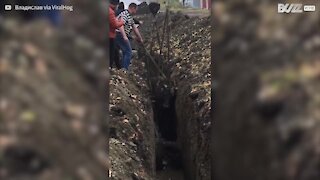 Mucca incastrata in un fosso in Russia