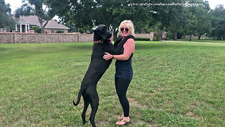 Happy Great Dane Loves to Dance With Her Mom