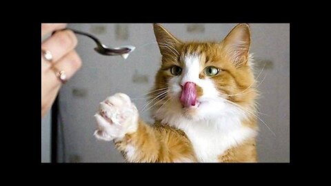 Baby Cats - Cute and Funny Cat Videos Compilation #34 | Aww Animals