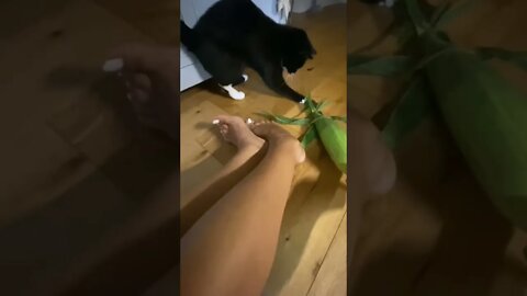 Playful kitty #cat wants 2 catch giant hairy #bug she thinks vegetable is #alive #shorts #funnycats