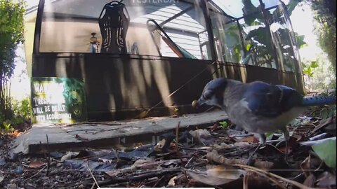 Cool blue jay eating berries on MyFreeDoctor Zoo cam