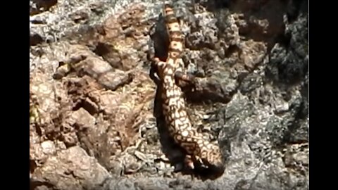 Gila Monster in the Supers