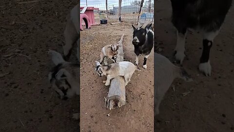 Kayia and Atreyu explore their world #goats #fun #animals #pets #babygoats #learning #explore #life