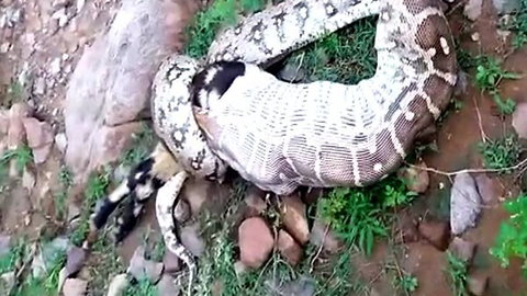 Python bites off more than it can chew, goat horn gets stuck puts life at risk