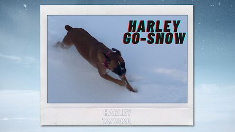 Harley the Boxer in "Go-Snow"