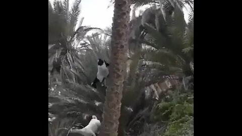 The laws of physics don't apply to goats