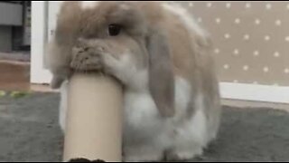 Bunny has a beef with toilet paper rolls!