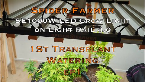Veg Watering, SE1000 Watt SpiderFarmer LED Grow Light, Lets Do This!