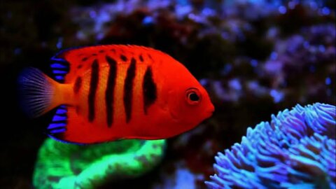 Most Beautiful Fishes in the World | that's Wonderful #amazing #top10 #telent #trending