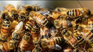Vegas area beekeepers give advice on bee swarming season