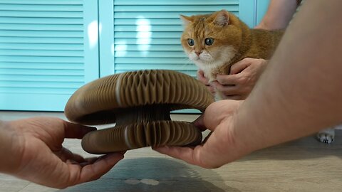 Strange toy for a cat