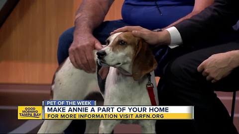 Pet of the week: Annie is super sweet 2-year-old Treeing Walker Coonhound needing a home