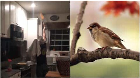Ecco cosa succede quando un uccellino invade la cucina