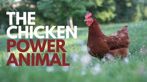 The Chicken Power Animal