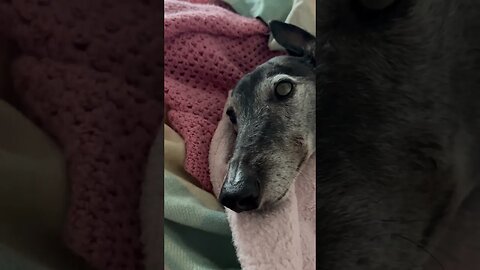 Elsa the greyhound enjoys snuggling on the bed