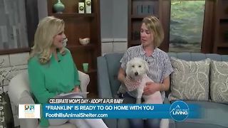 Foothills Animal Shelter