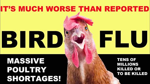 Lethal Bird Flu Outbreak | UNDER REPORTED