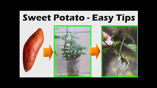 Growing sweet potatoes - Easiest propagating method indoors