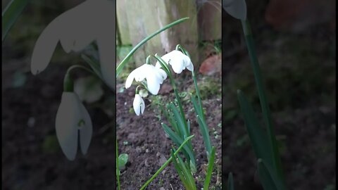 Snowdrops