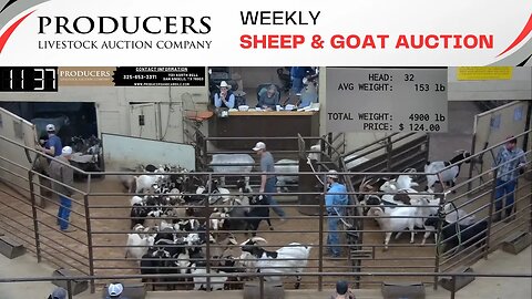 11/28/2023 - Producers Livestock Auction Company Sheep & Goat Auction