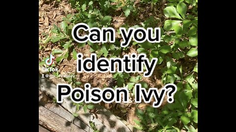 Can you identify Poison Ivy?