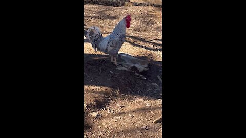 Rooster screaming!