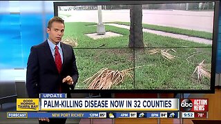 Florida's iconic palm trees threatened by invasive disease