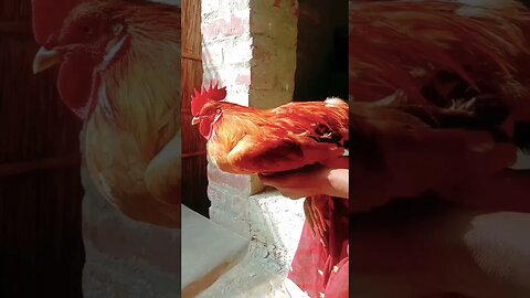 🐓🐓দেশি মোরগ😍😋@BENGALCOOKING #shorts #youtubeshorts #viral #viralshorts #trending #trendingshorts