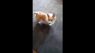 Corgi follows my every move