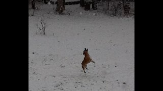 Freddie Bear Corgi Jack Russell dog catching snow.