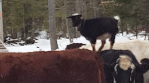 The Floor Is Lava For This Goat