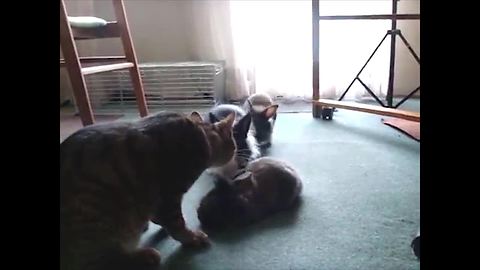 Adorable Bunnies Groomed By Cat